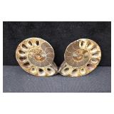 2 Ammonite Fossil Pair