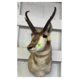 Antelope mount