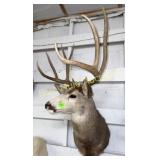 5x5 deer mount 24'spread