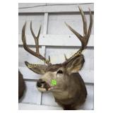 5x5 deer mount-20'spread