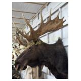 Moose mount-