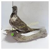 Sage Grouse Mount on wood limb