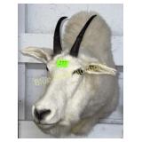 Mountain Goat mount