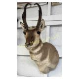 Antelope mount