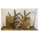 2 brass antler decor made in India