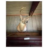 Deerhead 8 Pointerr