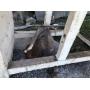 Jay Todd & Ralph Todd Farm Equipment Dispersal Auction