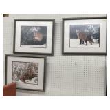 (3) Framed Fox Photographs