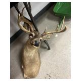 Taxidermy Whitetail Deer