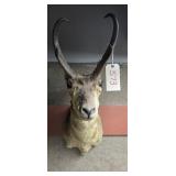 Taxidermy Antelope