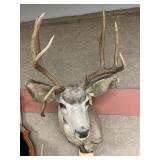Taxidermy 5x7 Mule Deer