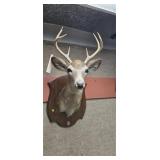 Taxidermy 8pt. Buck