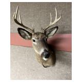 Taxidermy 8pt. Buck