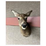 Taxidermy Whitetail Doe