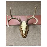 European Mount of 8pt. Whitetail Buck