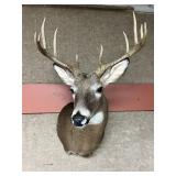 Taxidermy 10pt. Buck