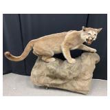 Full Bodied Taxidermy Mountain Lion