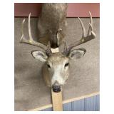 Taxidermy 9pt Whitetail Buck