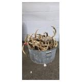 Assortment of Recovered Whitetail Deer Antlers