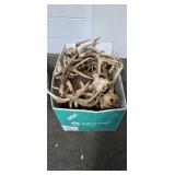 Assortment of Recovered Whitetail Deer Antlers