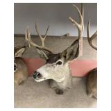 Taxidermy 4x4 Mule Deer