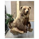 Half Body Taxidermy Russian Brown Bear