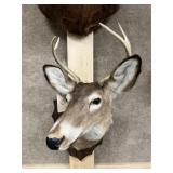 Taxidermy 6pt. Whitetail Buck