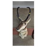 Taxidermy Antelope