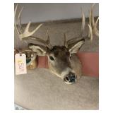 Taxidermy 9pt. Whitetail Buck