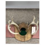 Whitetail 12pt. Antler Mount