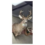Taxidermy 10pt. Buck