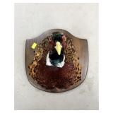 Taxidermy Ringneck Pheasant