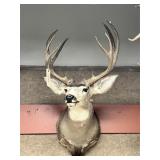 Shoulder Mount 5x5 Mule Deer