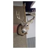 Taxidermy 8pt. Whitetail Buck