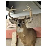 Shoulder Mount 7pt. Whitetail Buck