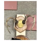 Mounted 10pt. Whitetail Antler Mount