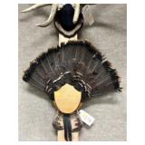 Mounted Wild Turkey Fan