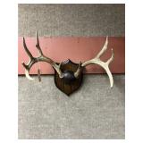 Whitetail 9pt. Antler Mount