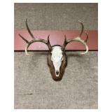 European Mount of 8pt. Whitetail Buck