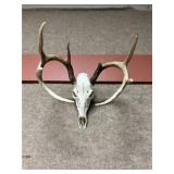 European Mount of 8pt. Whitetail Buck