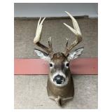 Taxidermy 10pt. Buck