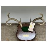 Whitetail 6pt. Antler Mount