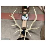 Mounted 6x5 Elk Antlers