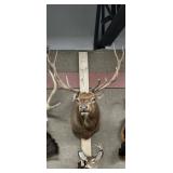 Taxidermy 6x6 Elk