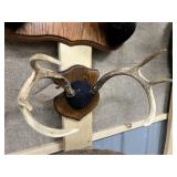 Whitetail 6pt. Antler Mount