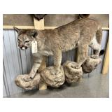 Taxidermy Full-Bodied Mountain Lion