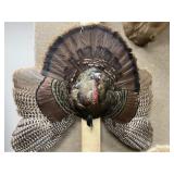 Taxidermy Wild Turkey Mount
