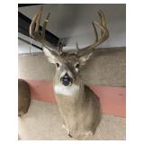 Taxidermy 11pt. Whitetail Buck