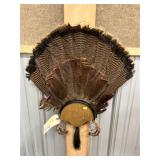 Mounted Wild Turkey Fan