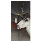 Taxidermy 5x5 Mule Deer